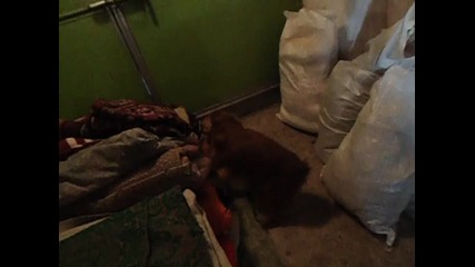 Роби - ..