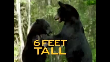 Alligator vs. Black Bear 