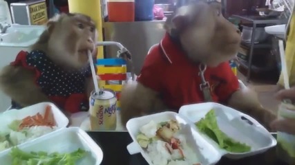 Как обядват възпитаните маймуни