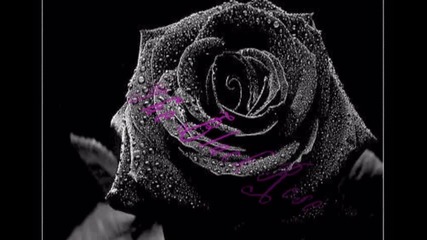 The black rose trailer
