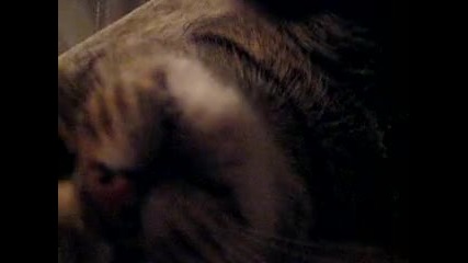 Моето коте 