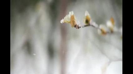 Snowin May 