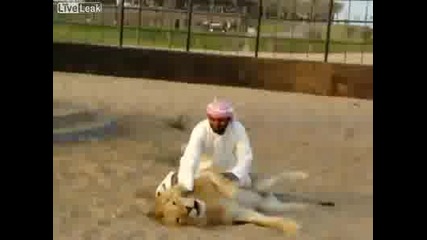 Арабин си язди лъва