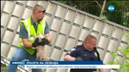 2200 прасенца избягаха от камион след катастрофа