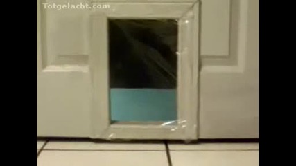 Котка и фолио