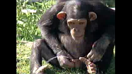 Pissing Monkey
