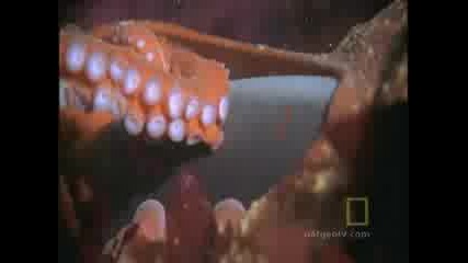 Октопод изяжда акула - National Geographic 