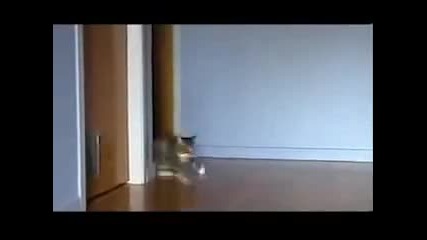 Kотешки Дрифт 