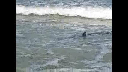 Seaside Shark - July 30, 2010 