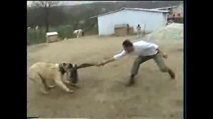 Buyuk kangal