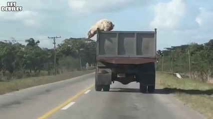 Прасе скача от камион, спасява живота си!