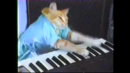 Keyboard Cat