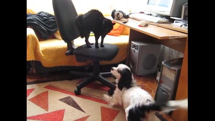 Котка срещу Куче