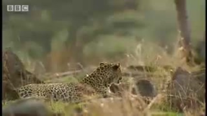 Леопард срещу зебра 