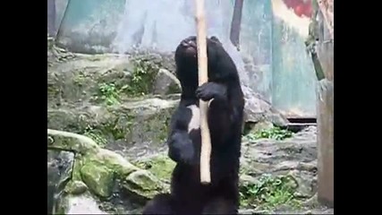 Kung Fu мечката