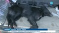Кучета разкъсаха възрастна жена в Козловец - централна емисия