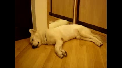 Малко пале сънува кошмар