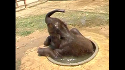 Слонче в банята