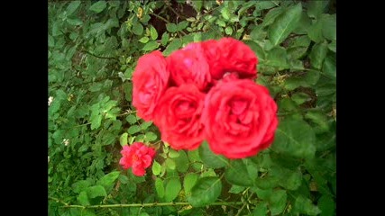 Ballad Of Love