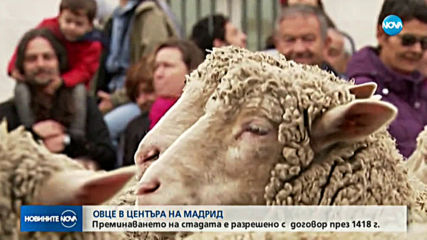 Стада овце блокираха центъра на Мадрид