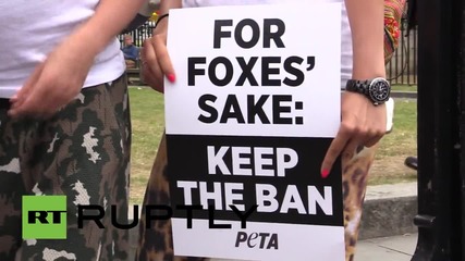 UK: Protesters celebrate Tories being out-foxed on hunting ban