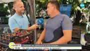 В Кюстендил се провежда празник на черешата