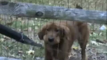 Куче срещу истински звяр Смях!!! 