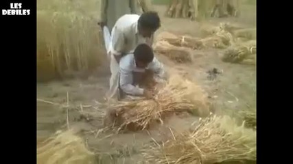 Интересен начин да береш жито