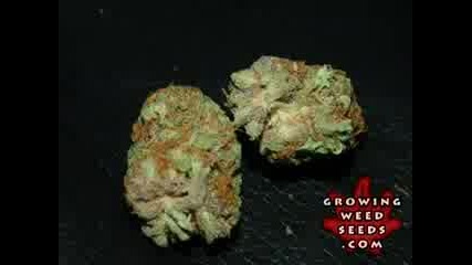 bubba kush