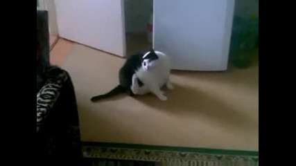 Много дебела котка
