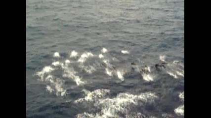 Делфини Покрай Кораба