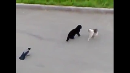 Epic Cat Fight (cat_s horror)