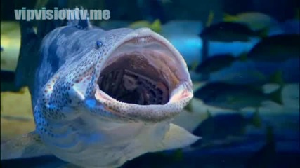 Atlantis - това е приказка! 