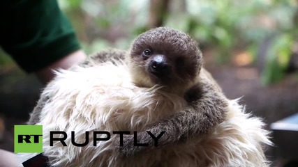 UK: Baby sloth cuddles soft toy to build strength after mum stops lactating