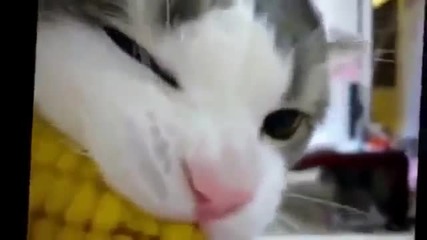 Best of Funny Cats 2013