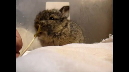 Baby bunny