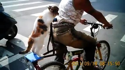 Коте се вози на колело