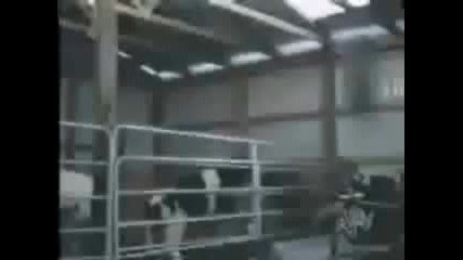 Смях възбудени животни 