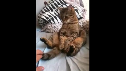 котешки релакс ;)
