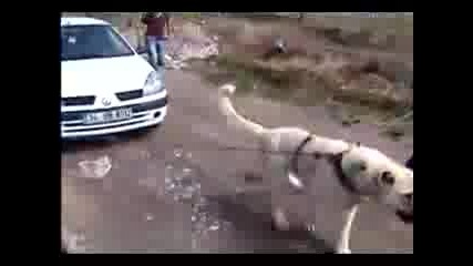 Куче тегли кола!
