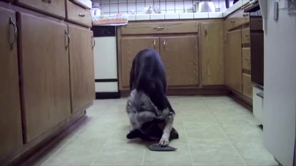 Куче излълнява команди!!