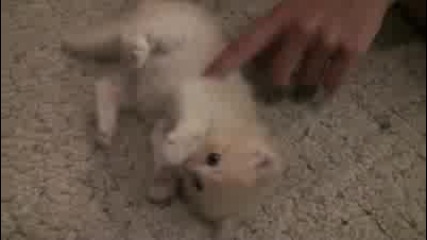 Игра със сладко котенце