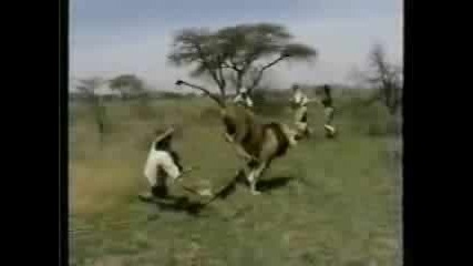 Лъв Атакува Хора