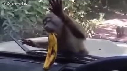 Маймуната и банана