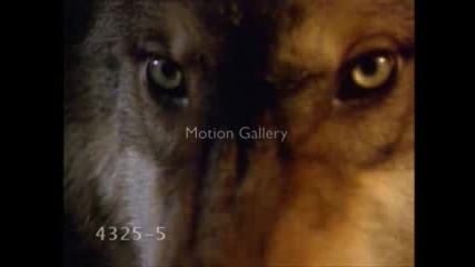 Wolf Tribute