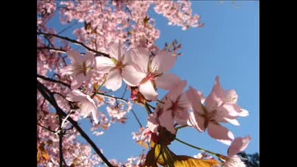 Mozart Piano Concerto 26 1st movement