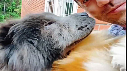 David Bisbal con sus perros