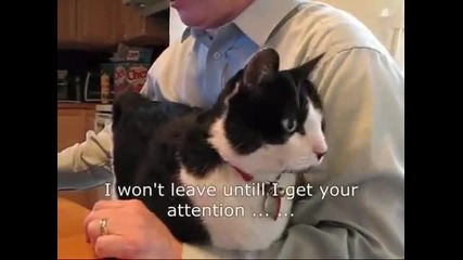 Сладко коте търси внимание ;)