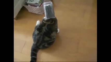 I am Maru. The strangest cat on the planet_