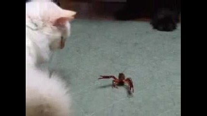 Коте срещу рак